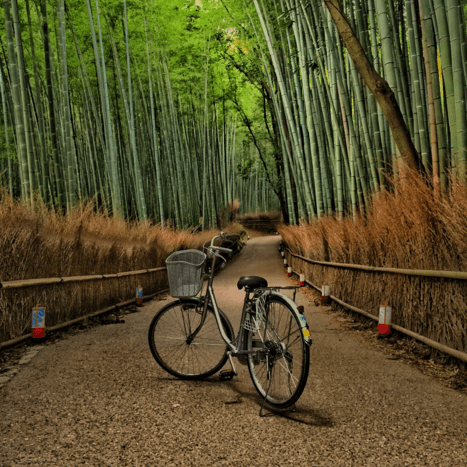 Photo of a bicycle in the Arashiyama bamboo grove, Kyoto