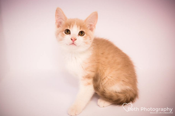 Ginger kitten in a lightbox with edges removed and a pink filter applied