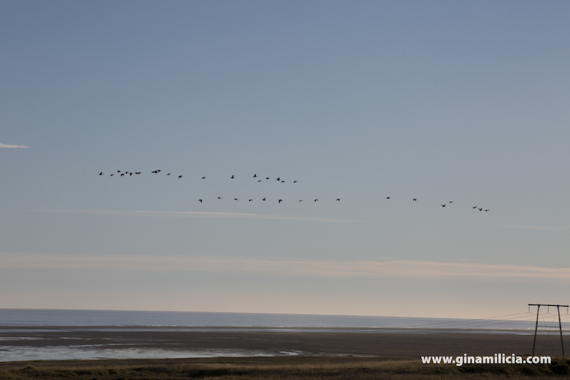 Above: Geese, South Coast of Iceland