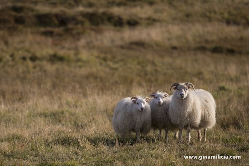 Above: Steve, Dave and Tony, Icelandic Sheep