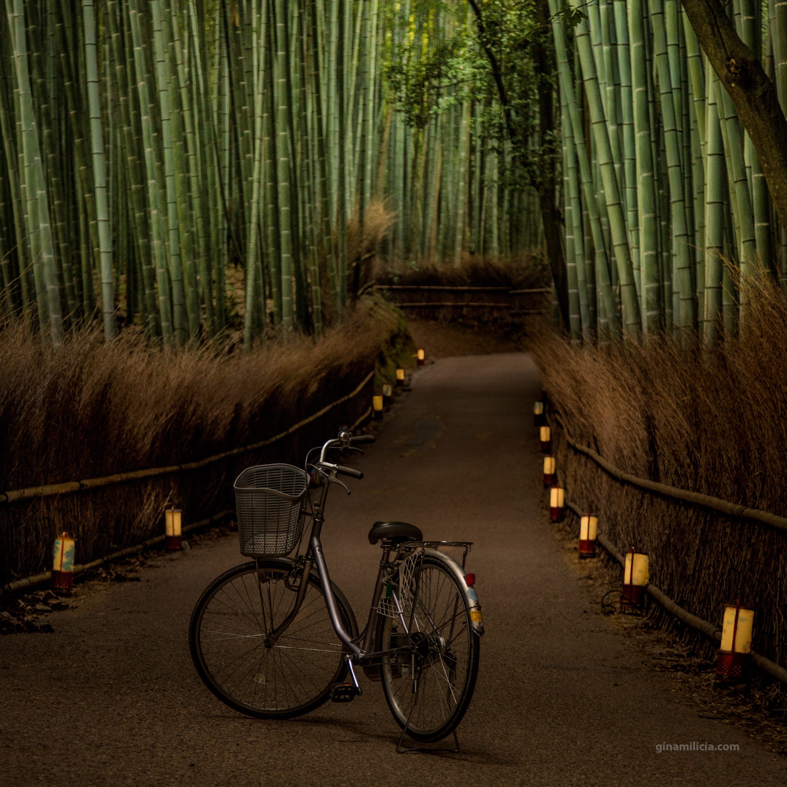 Bike in bamboo forest in Kyoto