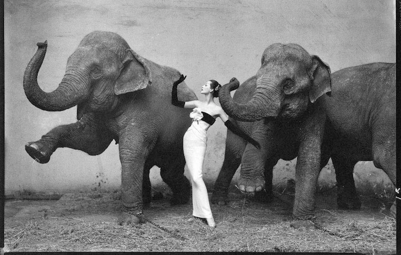 Above: image by Richard Avedon He worked at Harper's, for 20 years "Dovima with Elephants."