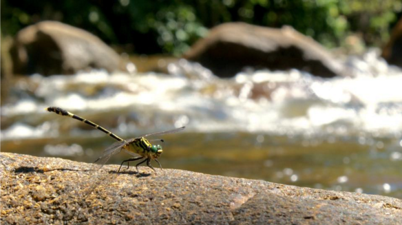 dragon fly on a river