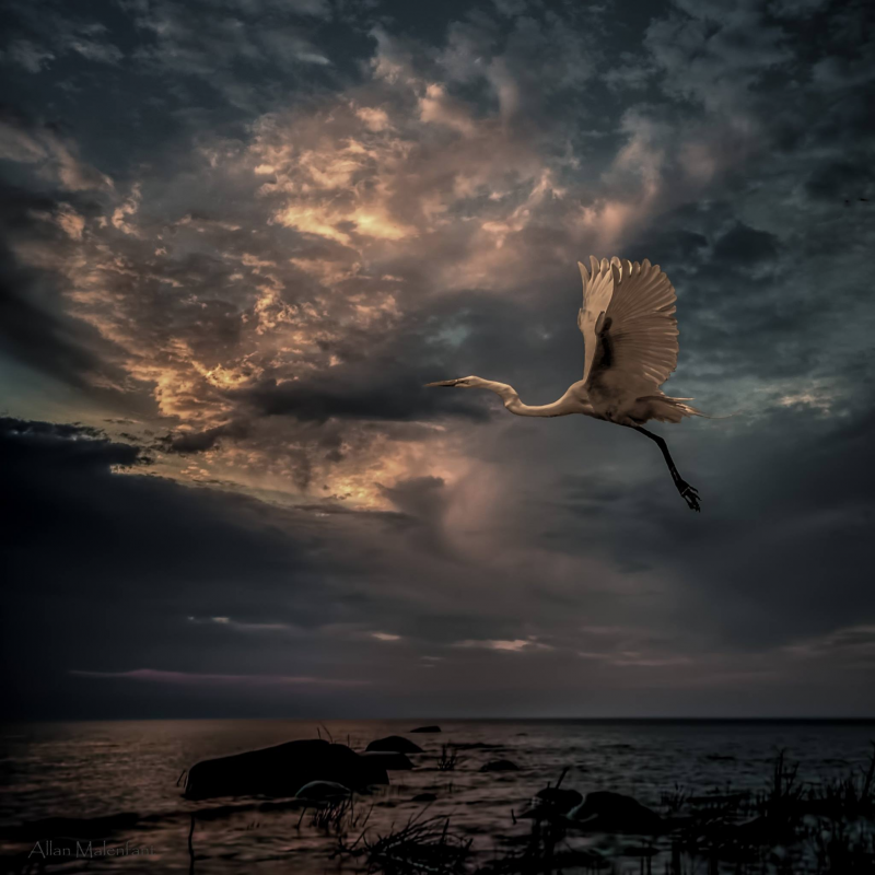 Above: By Allan Malenfant‎. “Flight, an image I put together of a Great White Crane at sunset, taken at a couple weeks ago on my trip to Lake Huron. I used Gina's Japan_1940_lite”