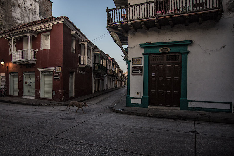 Dog running down a Columbian street
