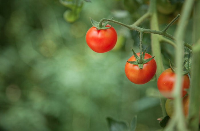 Photo of three tomatoes on a vine with the background out of focus creating a lush green background against which the red tomatoes stand out.